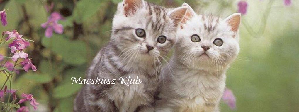 Macskuszklub-a gportal elsszm macskamagazinja:)